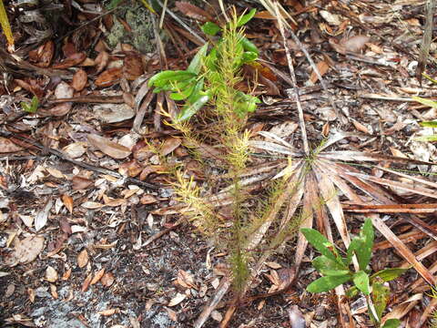 Image of Seminole False Foxglove