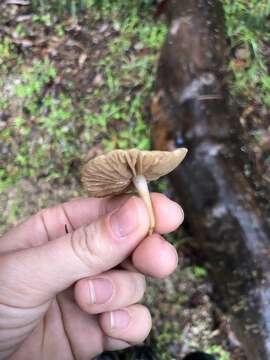 Sivun Marasmius albogriseus (Peck) Singer 1943 kuva