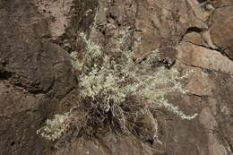 Image of Artemisia rutifolia Steph. ex Spreng.