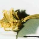 Image of Halothamnus subaphyllus (C. A. Mey.) Botsch.
