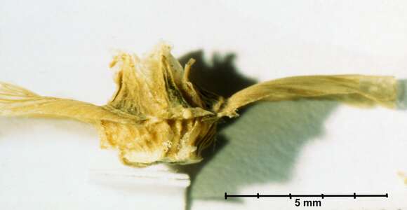 Image of Halothamnus subaphyllus (C. A. Mey.) Botsch.