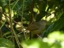 Image of Grey-olive Bulbul