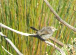 Image of Cisticola subruficapilla subruficapilla (Smith & A 1843)