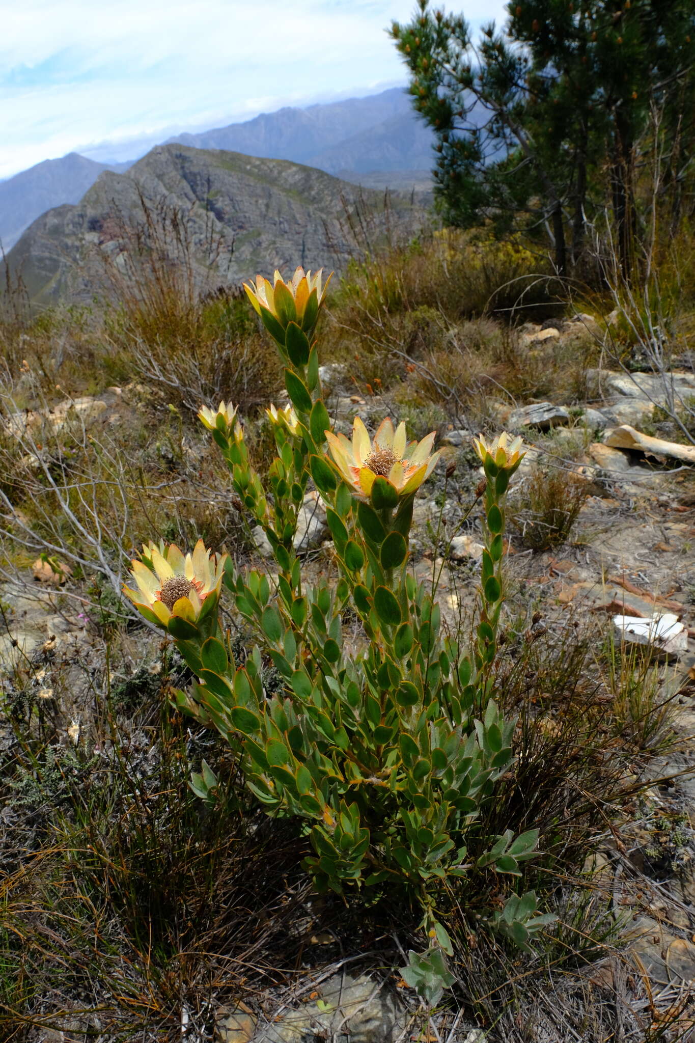 Image of Leucadendron nervosum Phillips & Hutchinson