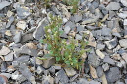 Image of hoary phacelia