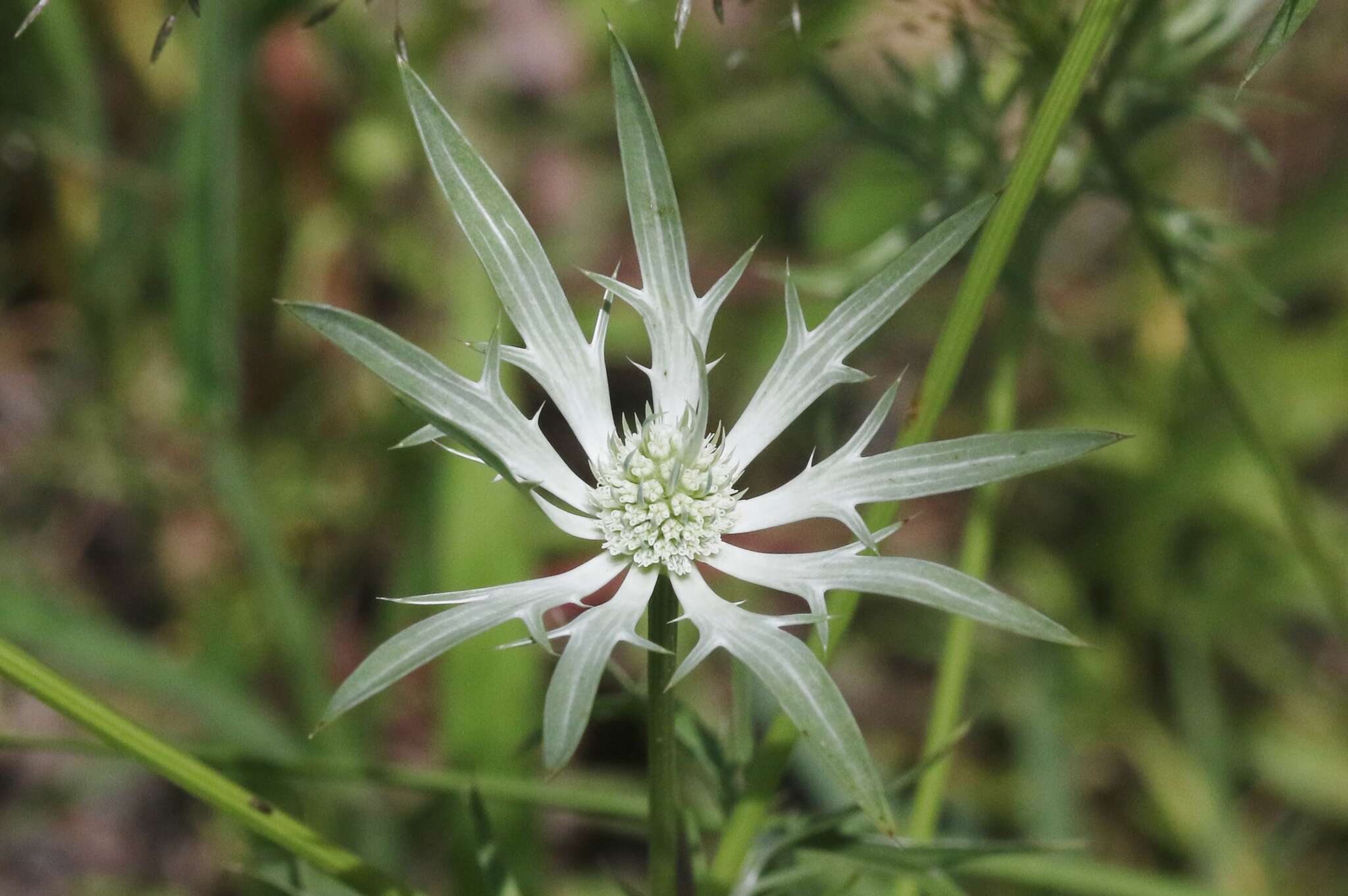 Image of Wright's Eryngo