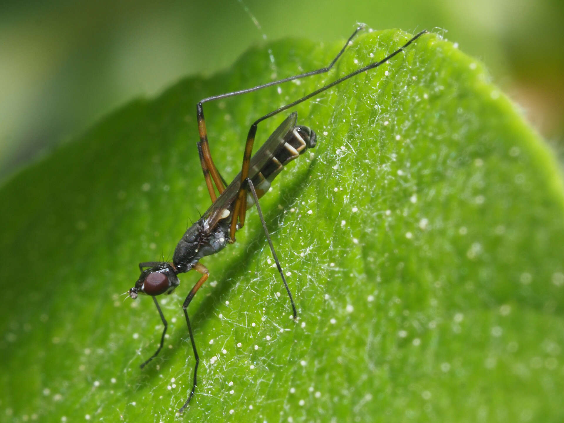 Image of Micropeza corrigiolata (Linnaeus 1767)