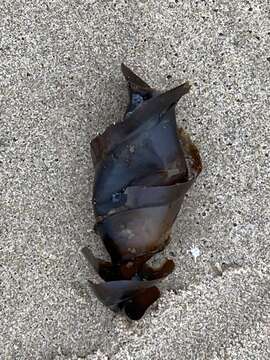 Image of Bullhead Shark