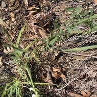 Image of sweetclover vetch