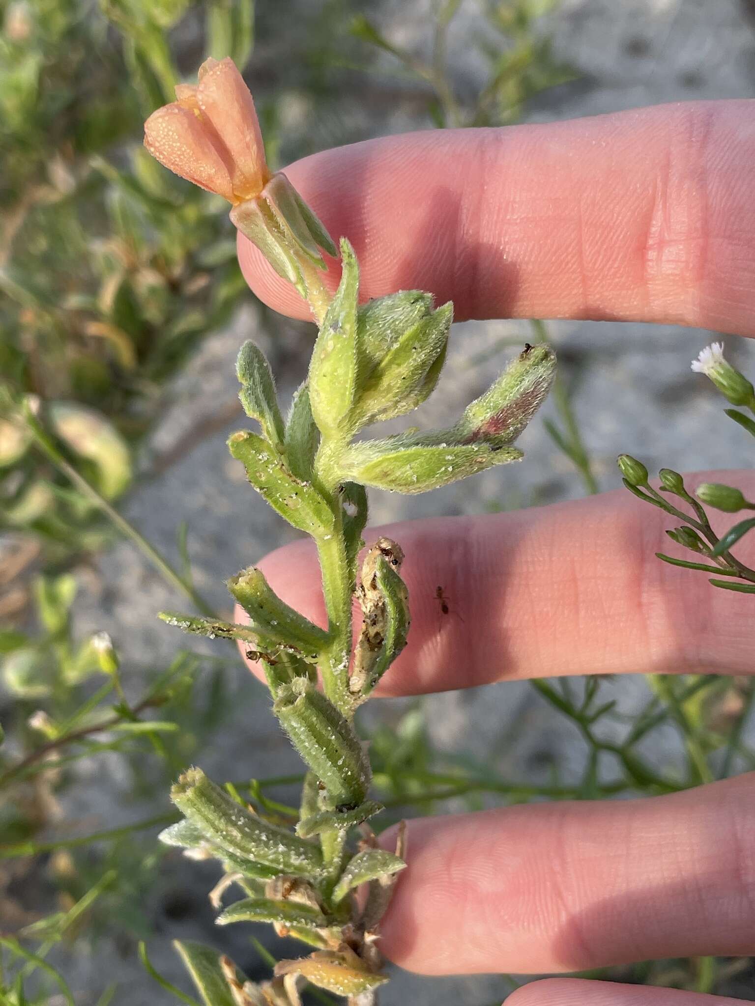 Image of seabeach evening primrose