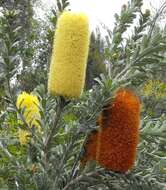 Image of cut-leaf banksia