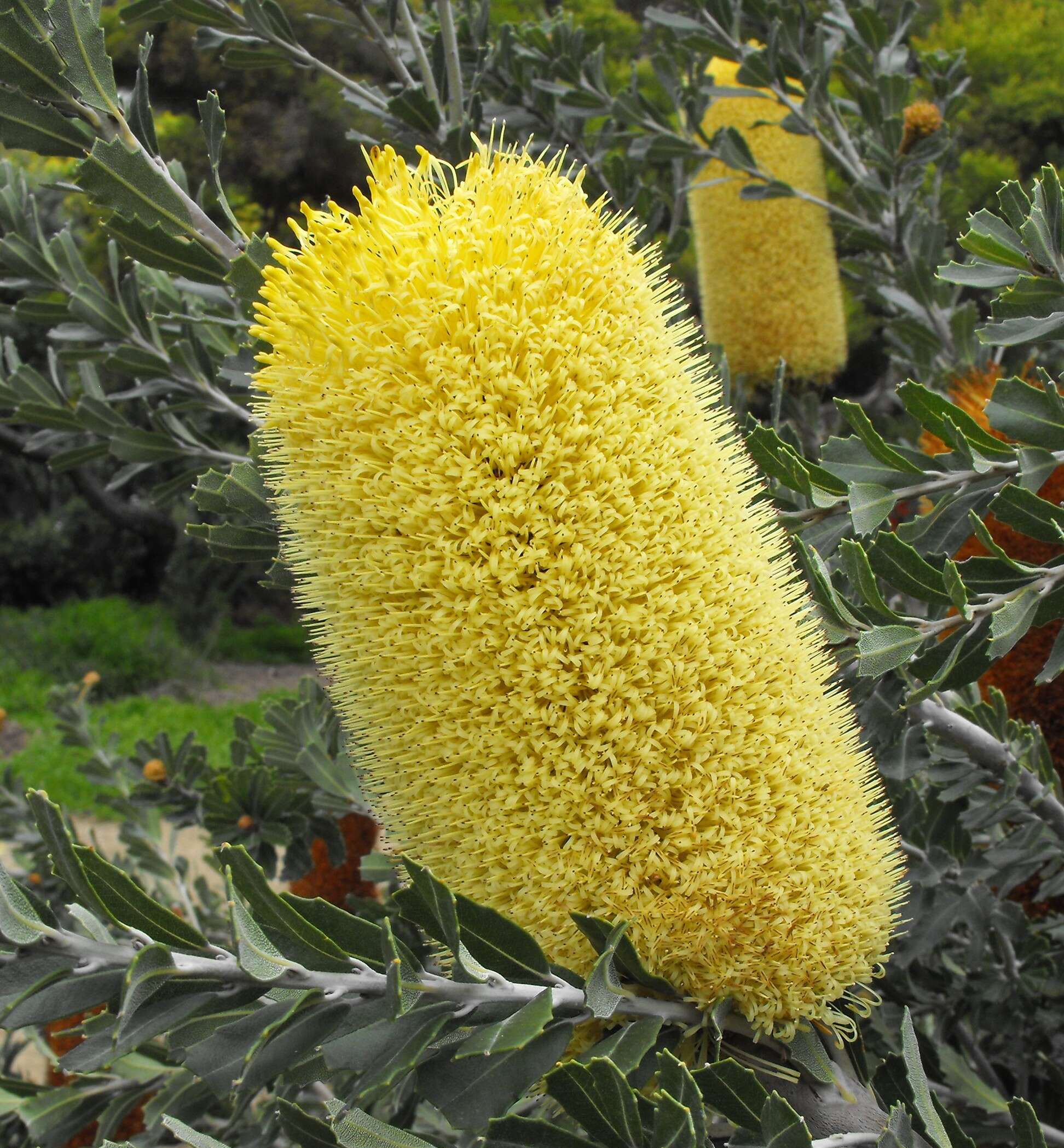 Image of cut-leaf banksia