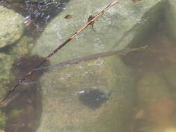 Image of Banded needlefish