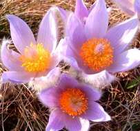 Image of Greater Pasque Flower