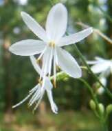 Image of Branched St Bernard's lily