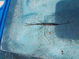 Image of Brown Waterscorpion