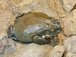 Image of Colorado River Toad Sonoran Desert Toad