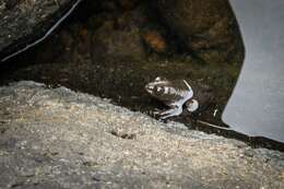 Image of Tarahumara Frog