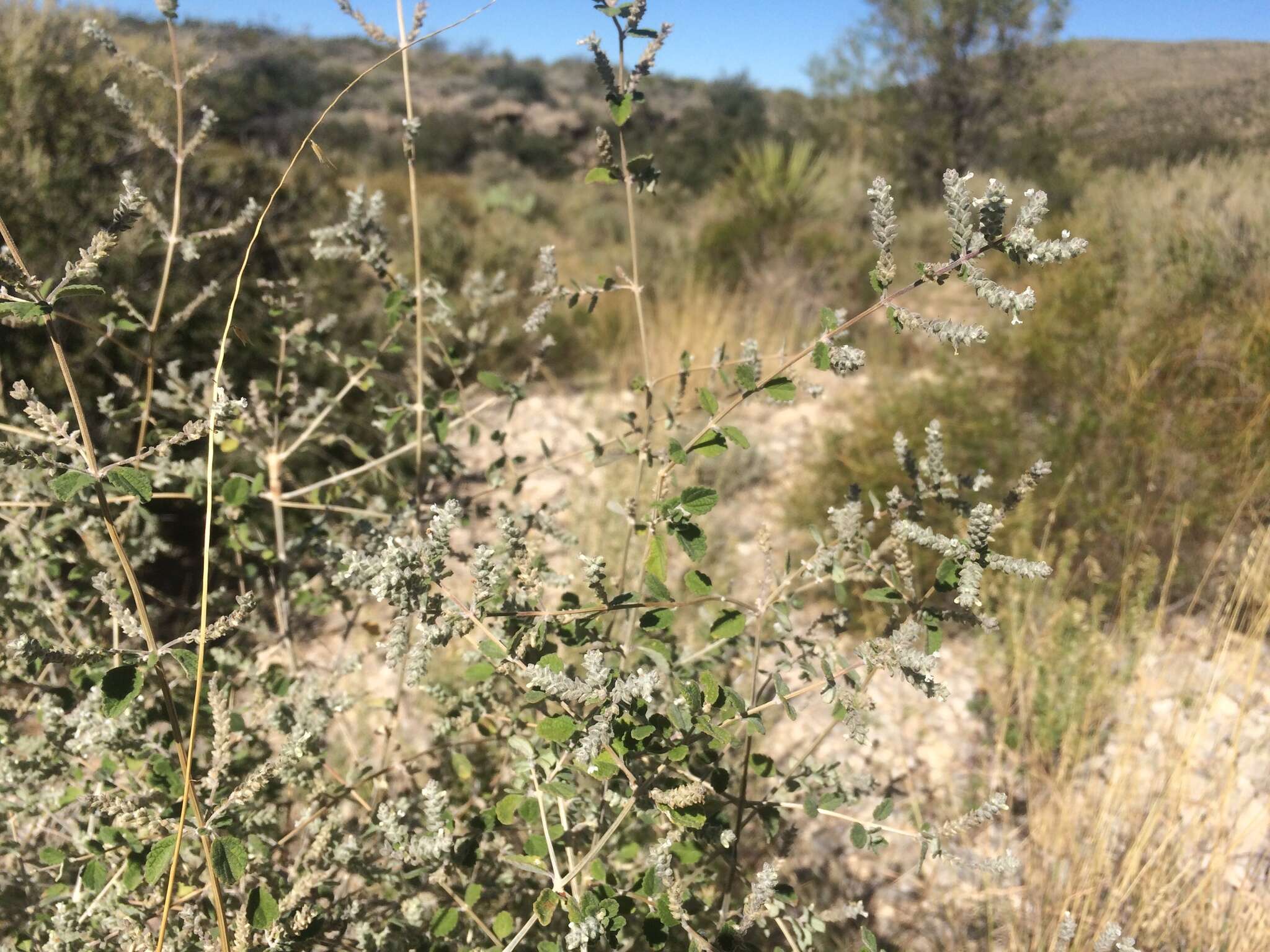 Sivun Aloysia wrightii A. Heller kuva