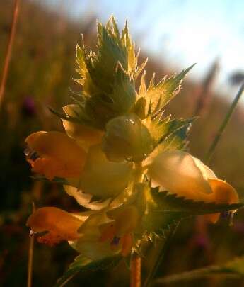 Rhinanthus angustifolius C. C. Gmelin resmi