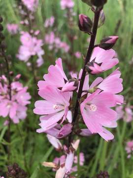 Image of Henderson's Checkerbloom