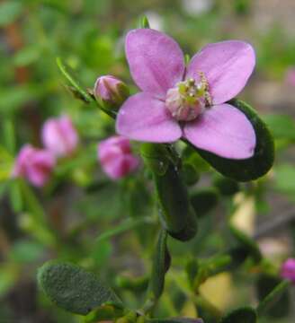 Image of Aniseed Boronia