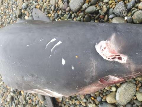 Image of mackerel sharks