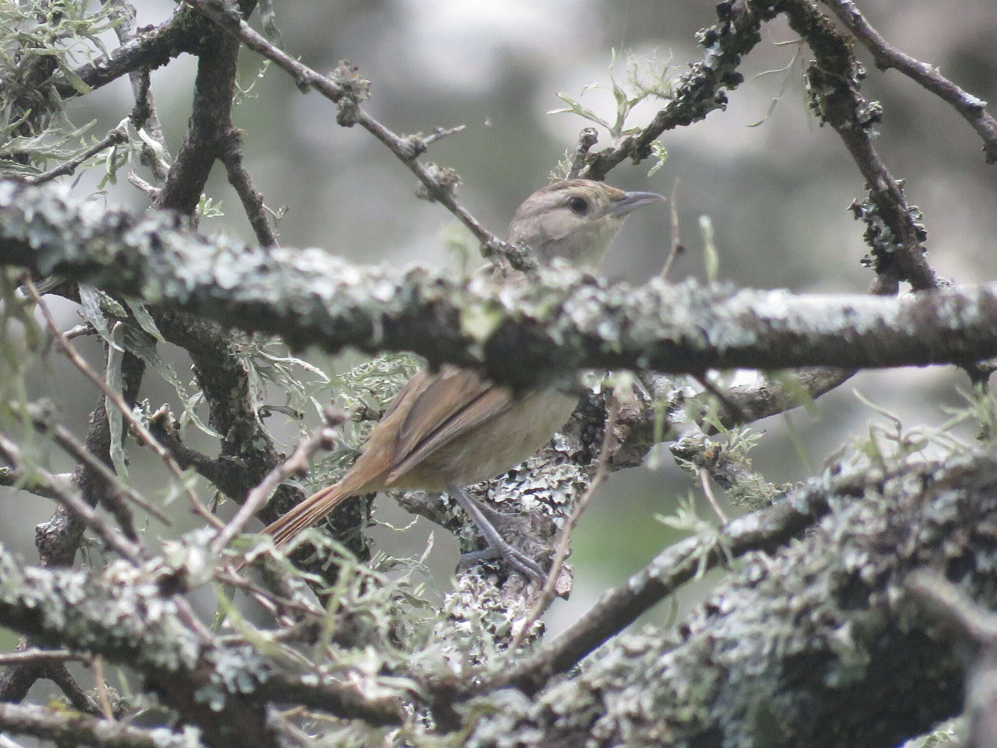 Image of Little Thornbird