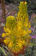 Image of Bulbine frutescens (L.) Willd.