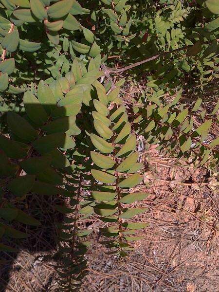 صورة Melaleuca hypericifolia Sm.