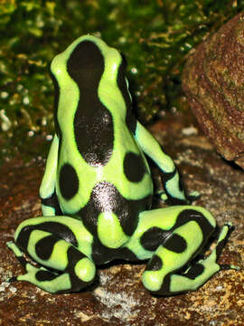 Image of Gold Arrow-poison Frog