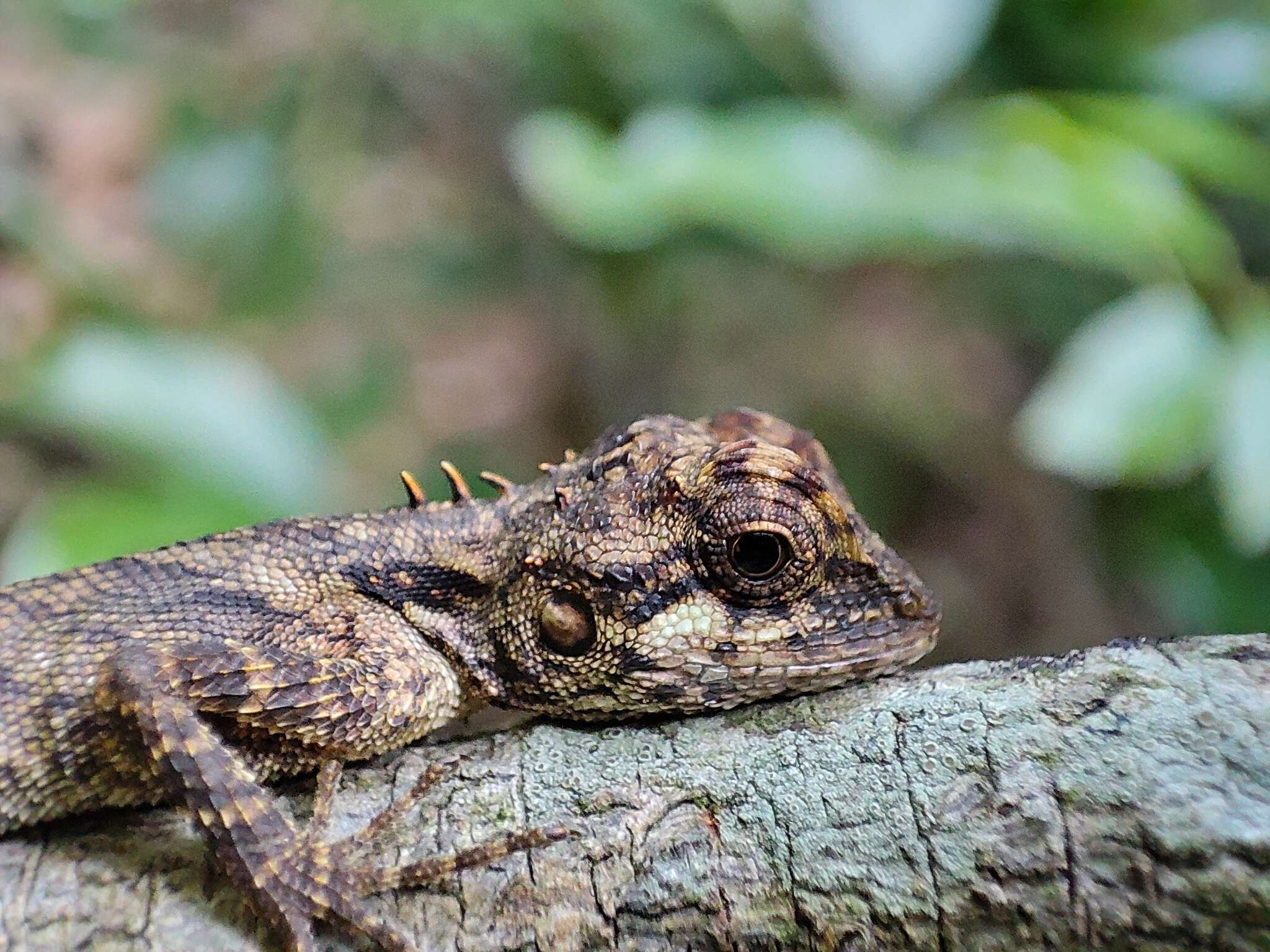 Image of Elliot's Forest Lizard