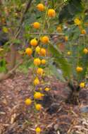 Image of Golden Dew Drop