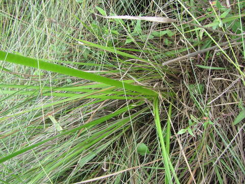 Image of Nerine angustifolia (Baker) W. Watson