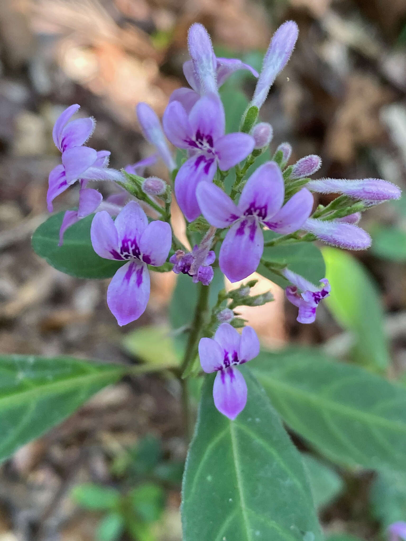 Hypoestes diclipteroides Nees resmi