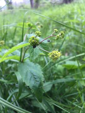 Image of clustered blacksnakeroot