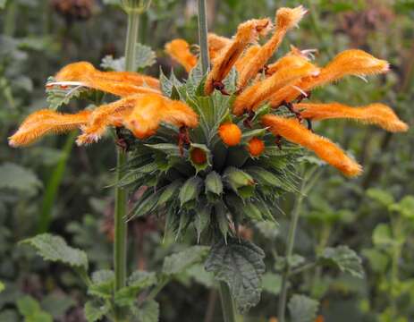 Leonotis ocymifolia (Burm. fil.) Iwarsson resmi