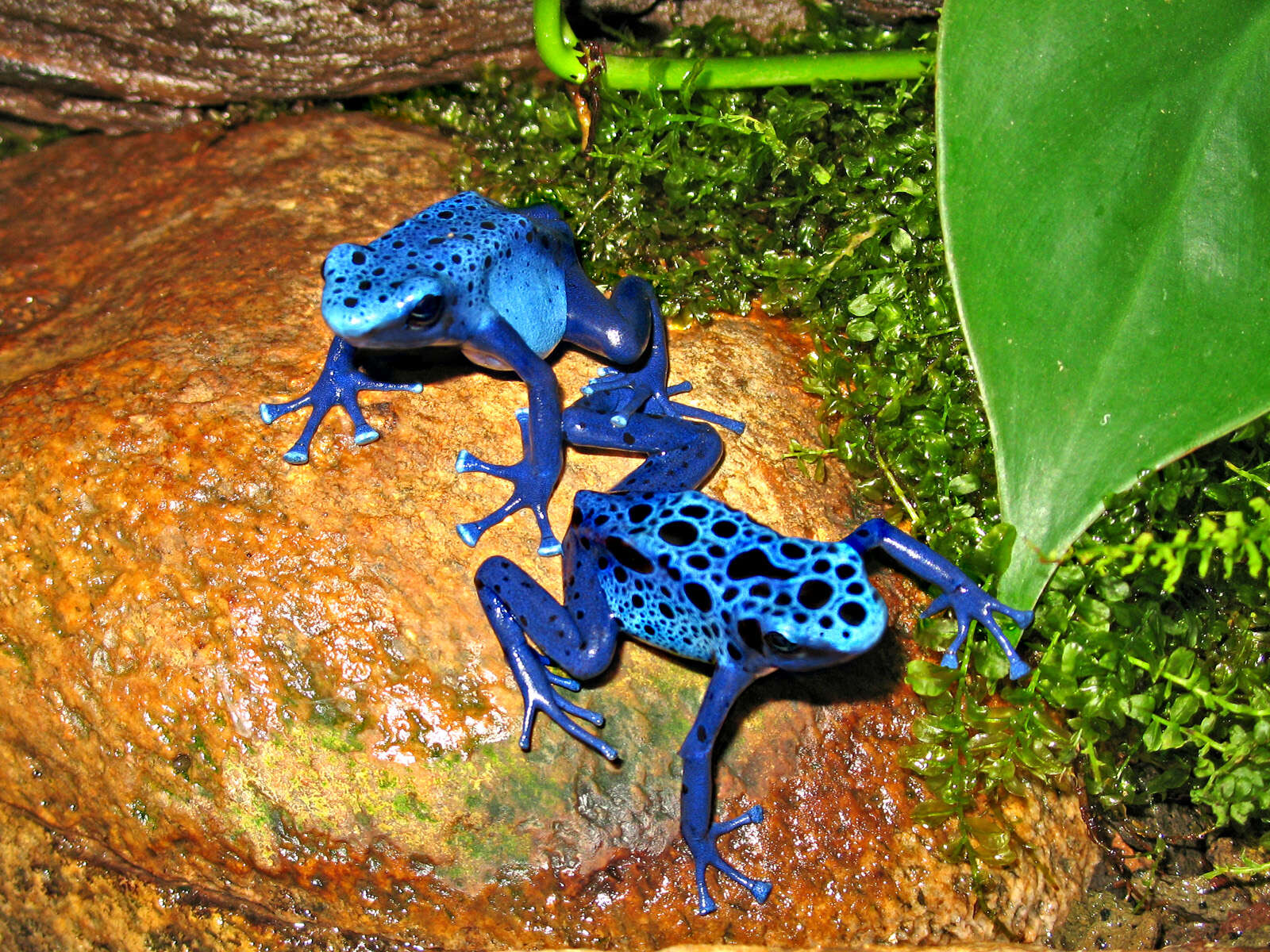 Image of Dendrobates azureus