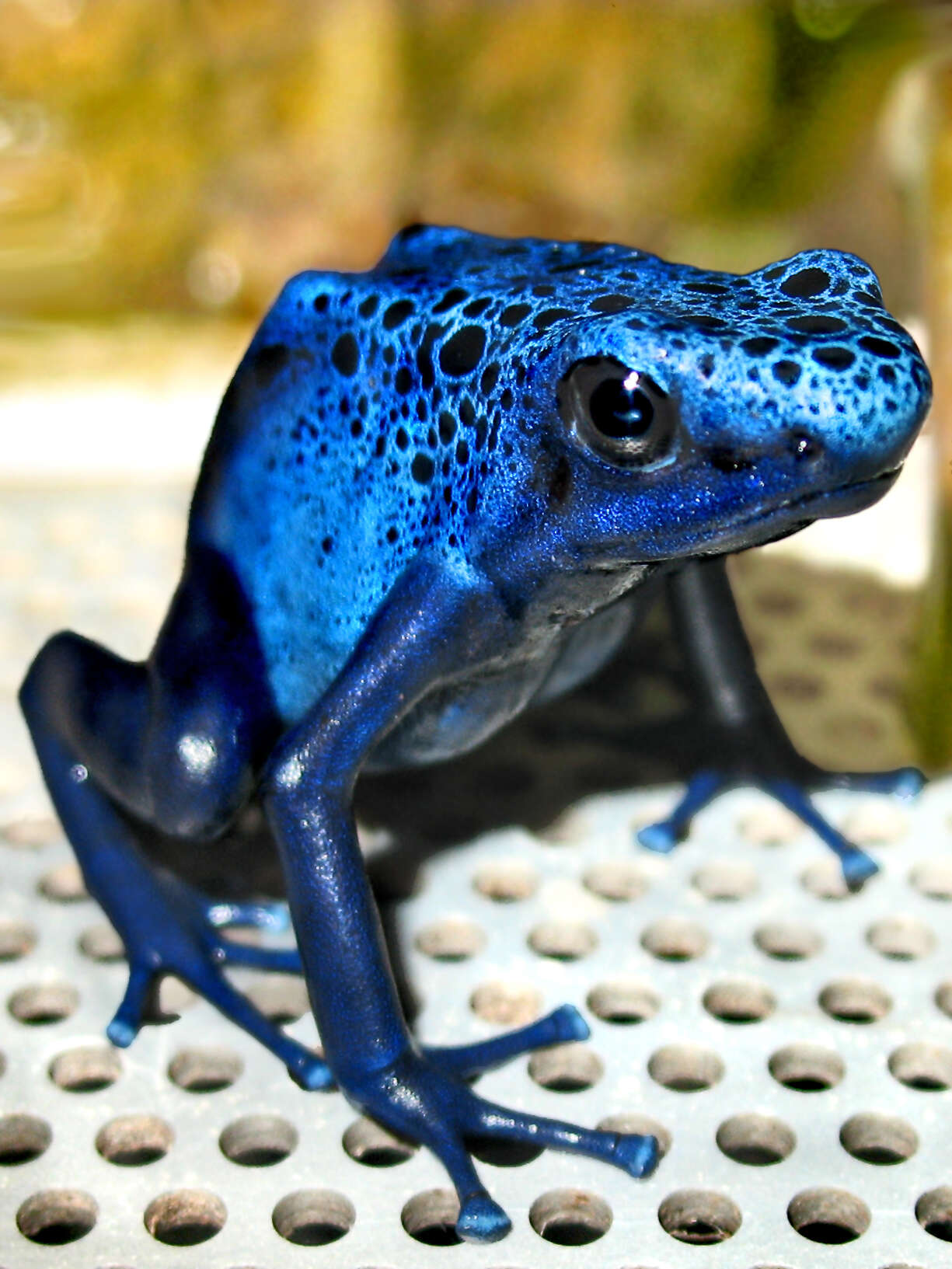 Image of Dendrobates azureus