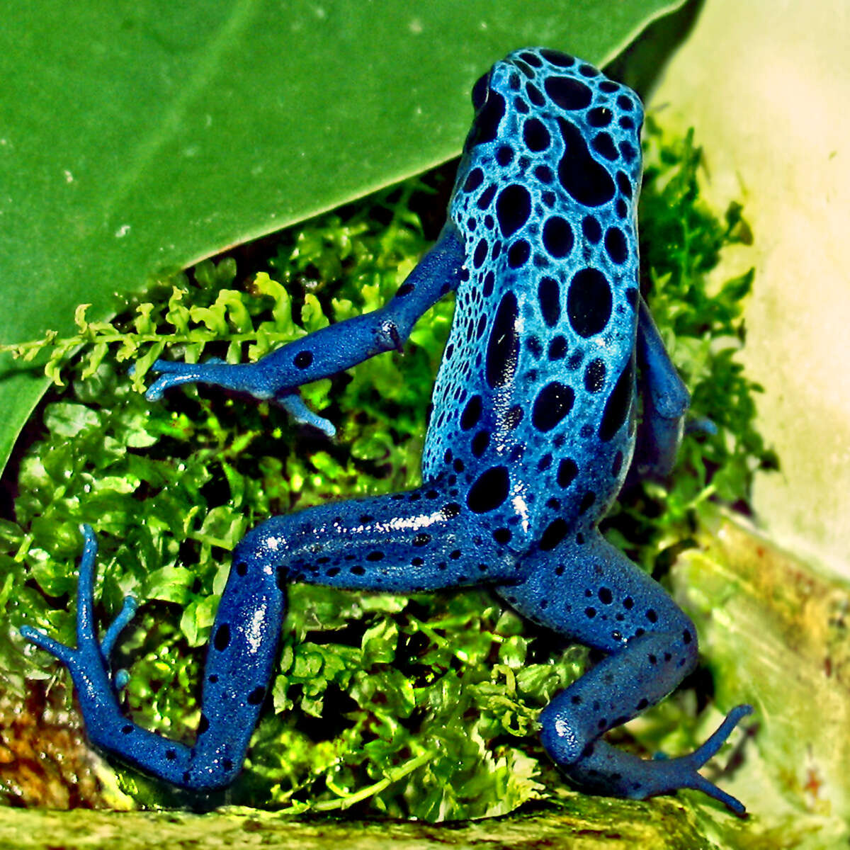 Image of Dendrobates azureus