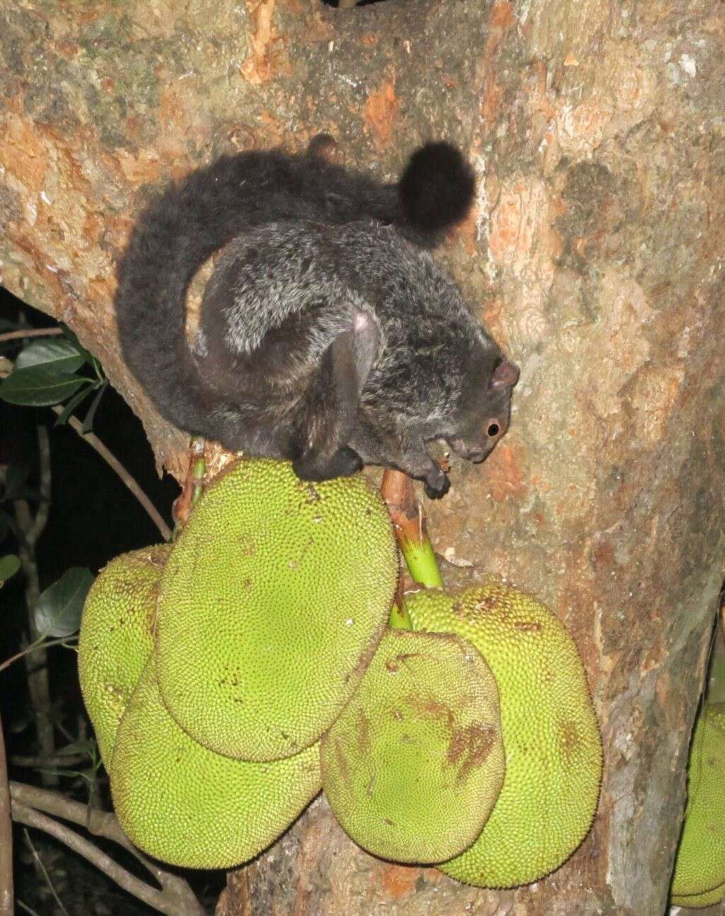 Image of Indian Giant Flying Squirrel