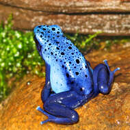 Image of Dendrobates azureus