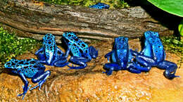 Image of Dendrobates azureus