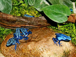 Image of Dendrobates azureus