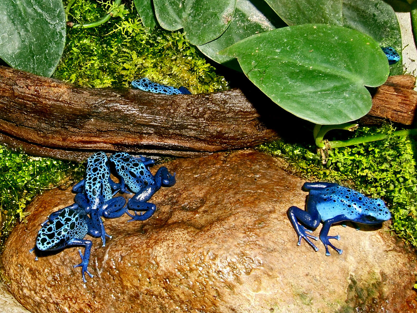 Image of Dendrobates azureus