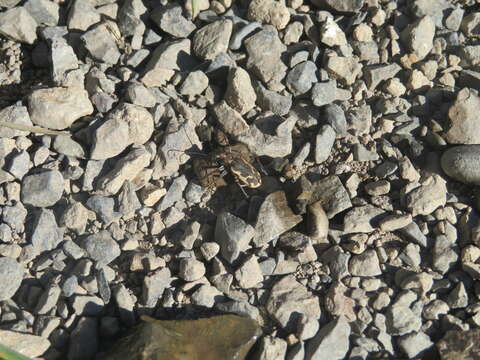 Image of New Zealand common tiger beetle