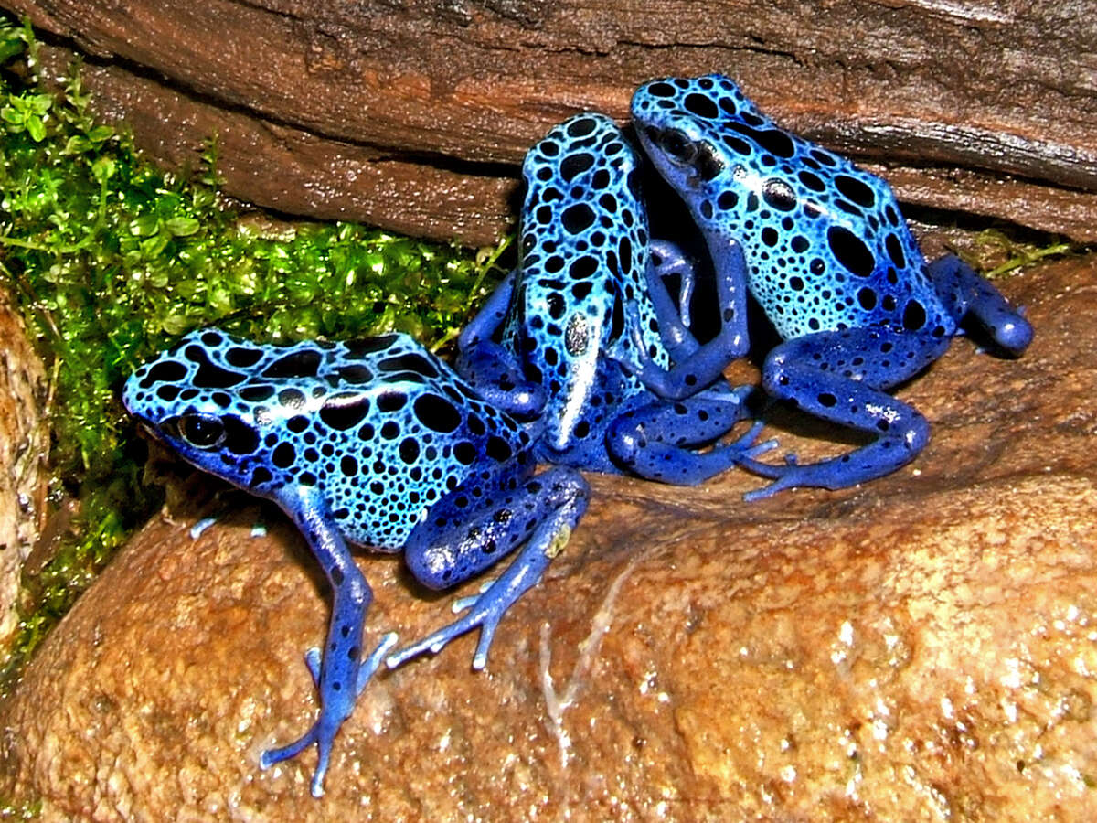 Image of Dendrobates azureus