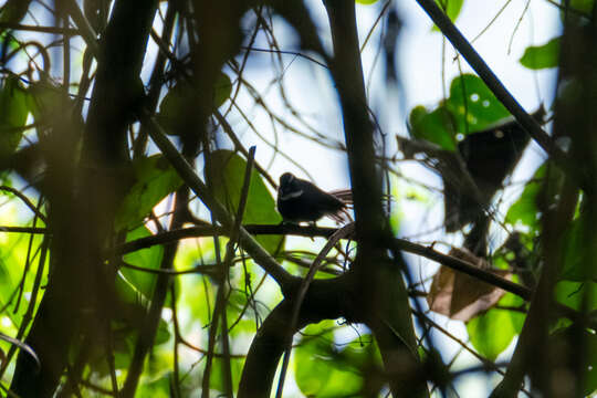 Image of White-throated Fantail