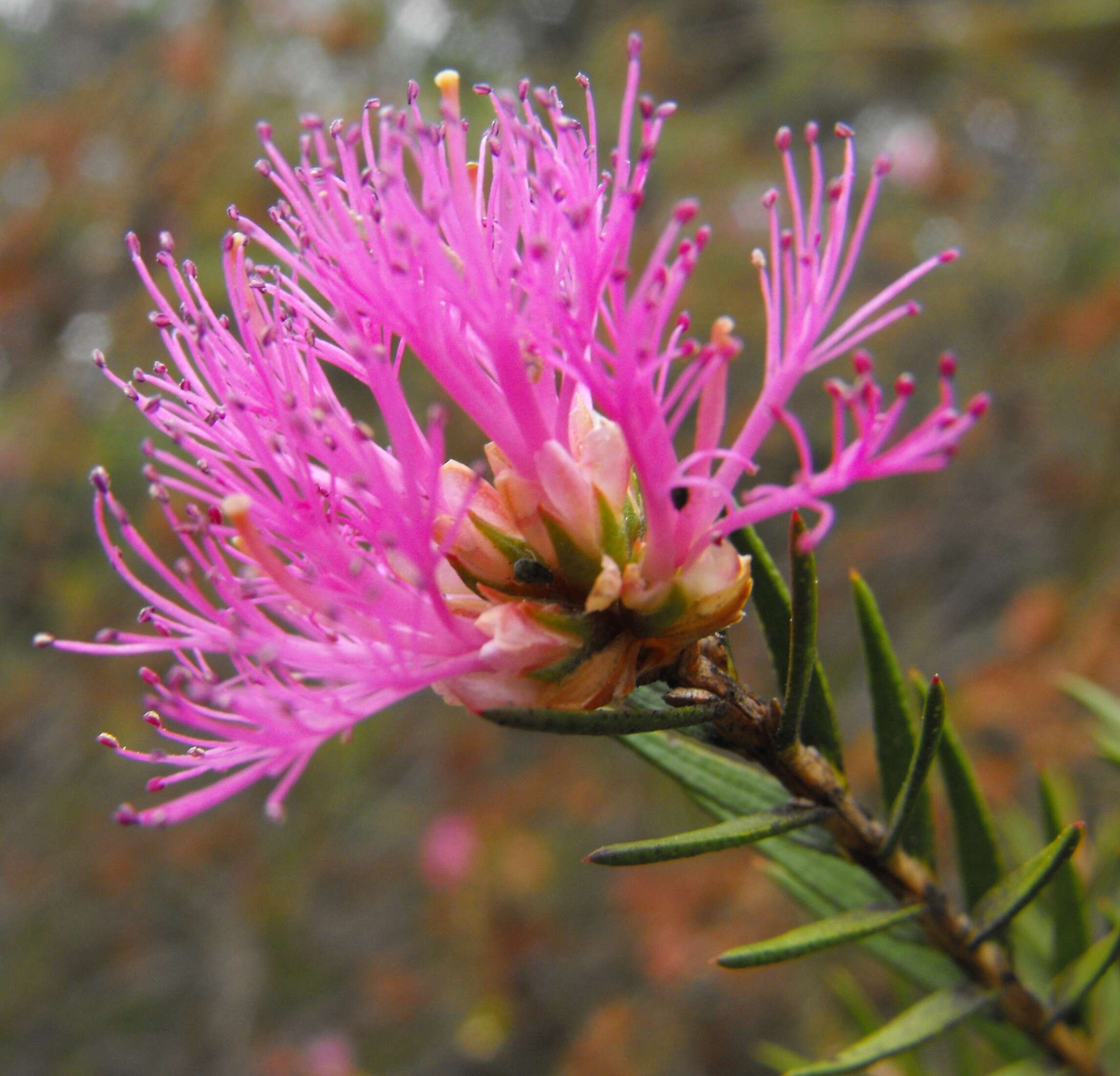 Image de Melaleuca wilsonii F. Müll.