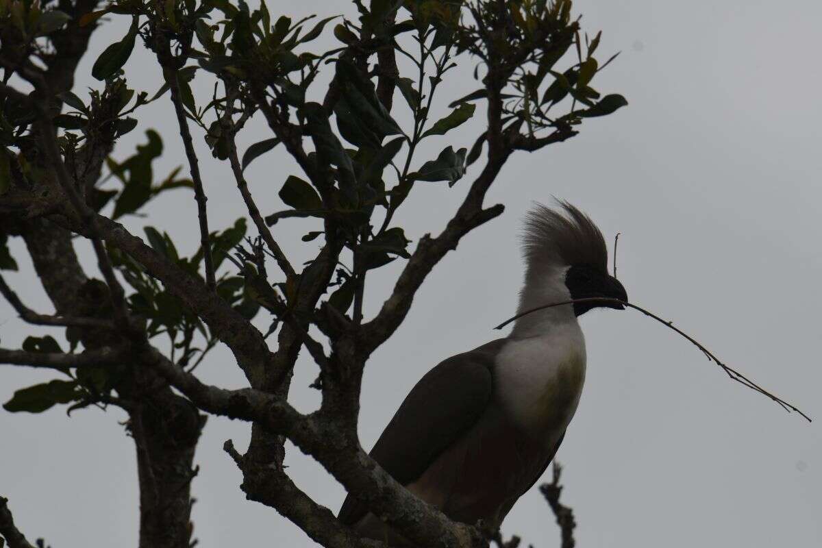 Image of Bare-faced Go-away Bird